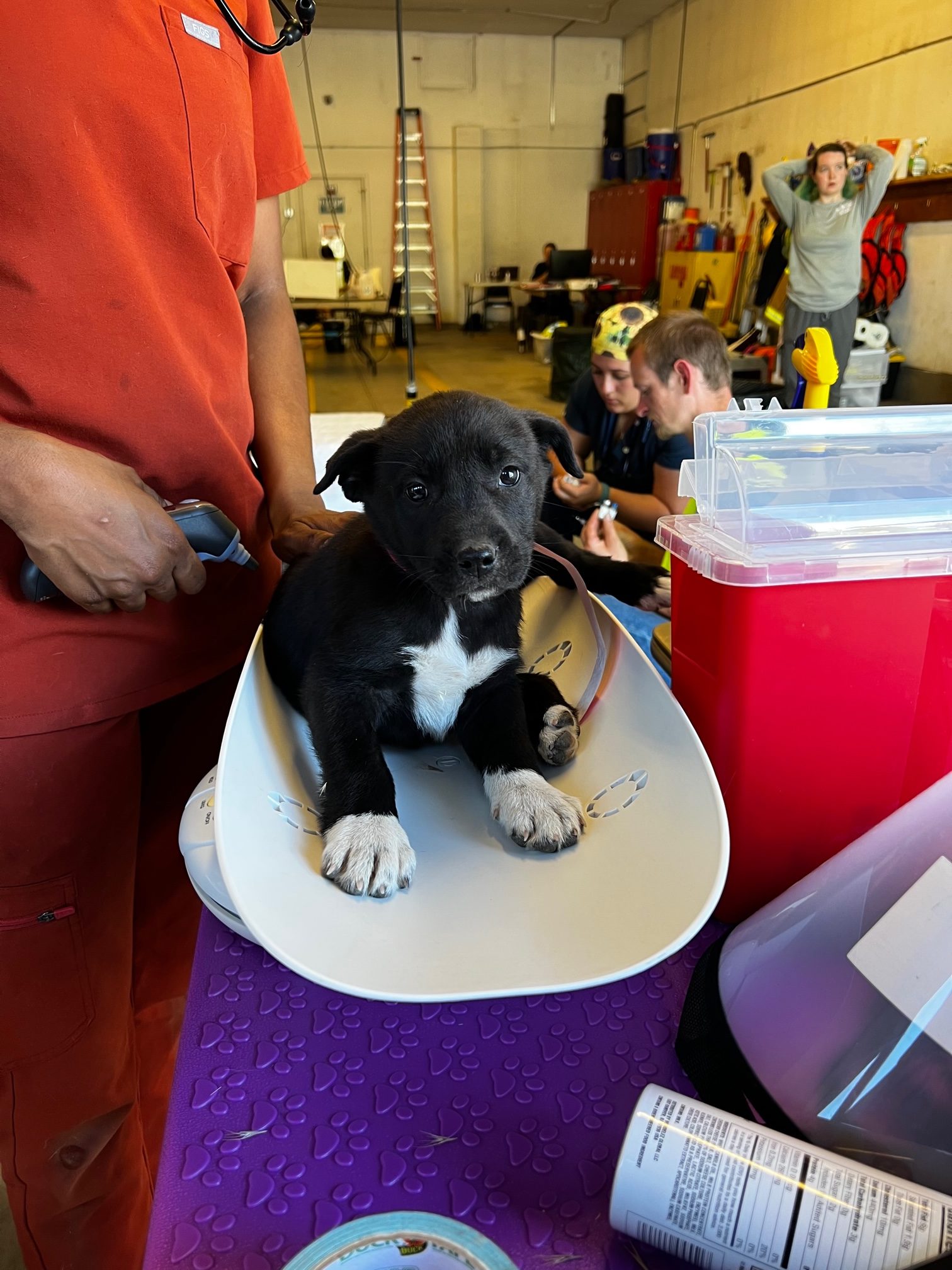 Puppies Are Adorable As Long As They’re Not Yours